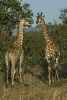 girafa, Kruger nacional parque, sul África foto