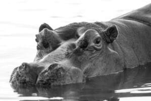 hipopótamo anfíbio dentro poço de água, Kruger nacional parque, sul África foto