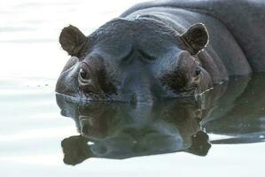 hipopótamo anfíbio dentro poço de água, Kruger nacional parque, sul África foto