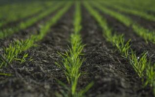 sulcos dentro uma cultivado campo, la pampa província , Argentina foto