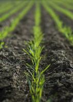 sulcos dentro uma cultivado campo, la pampa província , Argentina foto