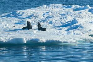 foca em a iceberg, dentro uma congeladas panorama dentro Antártica foto