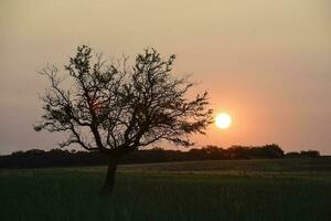 pampas Relva paisagem, la pampa província, Patagônia, Argentina. foto