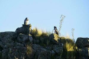 Preto peito urubu águia, geranoaetus melanoleucus, terras altas pastagens dentro pampa de achala , quebrada del condorito nacional parque, córdoba província, Argentina foto