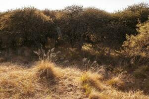 pampas campo paisagem, la pampa província, Patagônia, Argentina. foto