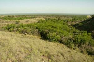 caldeirão floresta paisagem, prosopis caldênia plantas, la pampa província, Patagônia, Argentina. foto