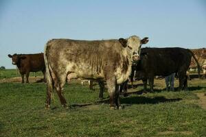 gado shorthorn , dentro Argentino interior, la pampa província, Patagônia, Argentina. foto