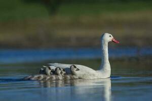 coscoroba cisne com cygnets natação dentro uma lagoa , la pampa província, Patagônia, Argentina. foto