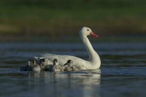 coscoroba cisne com cygnets natação dentro uma lagoa , la pampa província, Patagônia, Argentina. foto