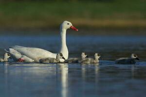 coscoroba cisne com cygnets natação dentro uma lagoa , la pampa província, Patagônia, Argentina. foto