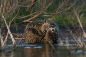 coipo, miocastor coypus, la pampa província, Patagônia, Argentina. foto