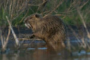 coipo, miocastor coypus, la pampa província, Patagônia, Argentina. foto