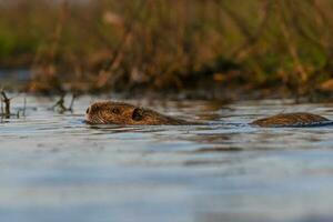 coipo, miocastor coypus, la pampa província, Patagônia, Argentina. foto