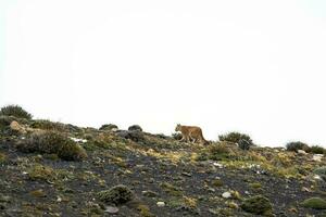 Puma caminhando dentro montanha ambiente, torres del paine nacional parque, Patagônia, Chile. foto