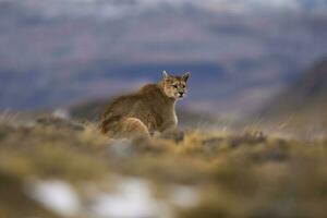 Puma caminhando dentro montanha ambiente, torres del paine nacional parque, Patagônia, Chile. foto