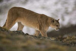 Puma caminhando dentro montanha ambiente, torres del paine nacional parque, Patagônia, Chile. foto