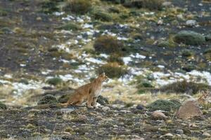 Puma caminhando dentro montanha ambiente, torres del paine nacional parque, Patagônia, Chile. foto