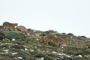 Puma caminhando dentro montanha ambiente, torres del paine nacional parque, Patagônia, Chile. foto