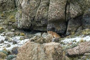 Puma caminhando dentro montanha ambiente, torres del paine nacional parque, Patagônia, Chile. foto