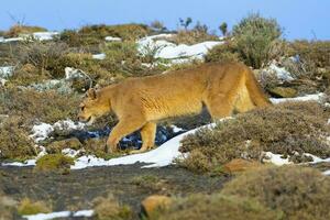 puma caminhando dentro montanha ambiente, torres del paine nacional parque, Patagônia, Chile. foto