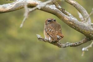 ferruginoso pigmeu coruja, glaucídio brasilianum, caldeirão floresta, la pampa província, Patagônia, Argentina. foto