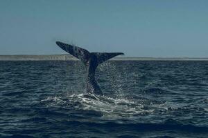sohutern certo baleia cauda, ameaçadas de extinção espécies, Patagônia, Argentina foto