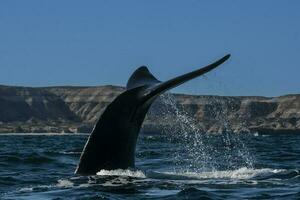 sohutern certo baleia cauda, ameaçadas de extinção espécies, Patagônia, Argentina foto