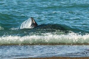 assassino baleia, orca, Caçando uma mar leões , Península valdes, patagônia Argentina foto