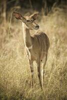 Nyala dentro africano savana ambiente, sul África foto