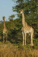 girafa, Kruger nacional parque, sul África foto