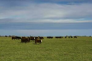 vacas pastar dentro a campo, dentro a pampas simples, Argentina foto