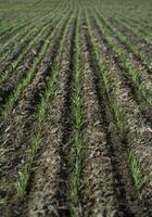 sulcos dentro uma cultivado campo, la pampa província , Argentina foto