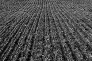 sulcos dentro uma cultivado campo, la pampa província , Argentina foto