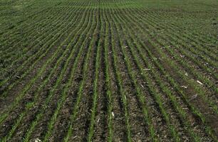 sulcos dentro uma cultivado campo, la pampa província , Argentina foto