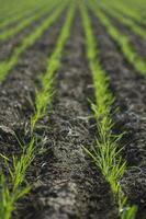 sulcos dentro uma cultivado campo, la pampa província , Argentina foto