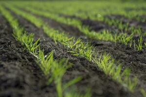 sulcos dentro uma cultivado campo, la pampa província , Argentina foto