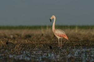 flamingos dentro pampas lagoa ambiente, la pampa, patagônia Argentina foto