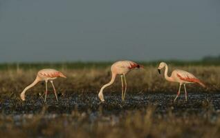 flamingos dentro pampas lagoa ambiente, la pampa, patagônia Argentina foto