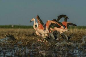 flamingos dentro pampas lagoa ambiente, la pampa, patagônia Argentina foto