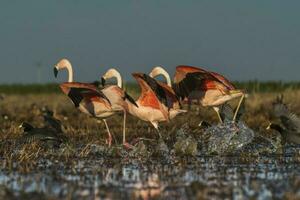 flamingos dentro pampas lagoa ambiente, la pampa, patagônia Argentina foto