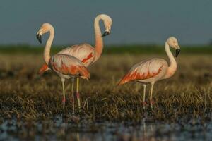 flamingos dentro pampas lagoa ambiente, la pampa, patagônia Argentina foto