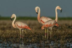 flamingos dentro pampas lagoa ambiente, la pampa, patagônia Argentina foto