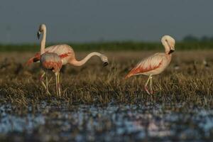 flamingos dentro pampas lagoa ambiente, la pampa, patagônia Argentina foto