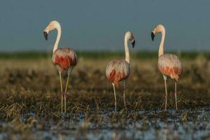 flamingos dentro pampas lagoa ambiente, la pampa, patagônia Argentina foto