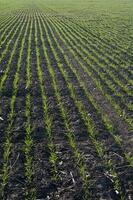 sulcos dentro uma cultivado campo, la pampa província , Argentina foto