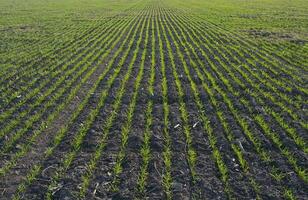 sulcos dentro uma cultivado campo, la pampa província , Argentina foto