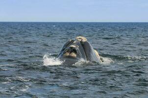 sohutern certo baleias dentro a superfície, Península valdes, Patagônia, Argentina foto