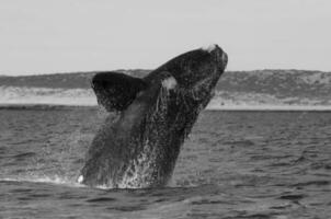 sulista certo baleia respiração em a superfície, Península valdes patagônia , Argentina foto