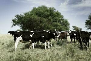 vacas alimentado com grama, Buenos ares, Argentina foto