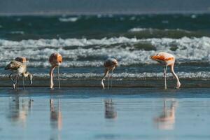 flamingos alimentando em uma praia, península valdes, Patagônia, Argentina foto